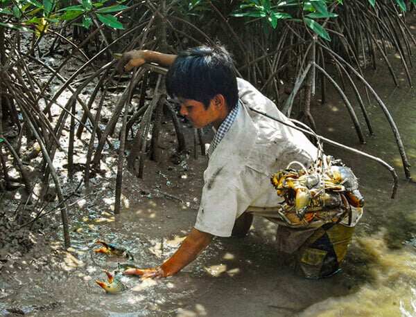 cua cà mau không dây