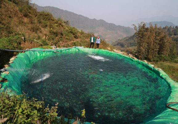 bán cá hồi sapa tươi sống tại hà nội